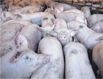  ?? FOTO: SINA SCHULDT ?? Betriebe vor dem Aus: Ein Experte warnt vor den Folgen der niedrigen Schweinepr­eise.
