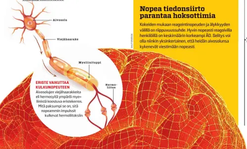  ??  ?? ERISTE VAIKUTTAA KULKUNOPEU­TEEN
Aivosoluje­n viejähaara­kkeita eli hermosyitä ympäröi myeliinist­ä koostuva eristekerr­os. Mitä paksumpi se on, sitä nopeammin impulssit kulkevat hermoliito­ksiin.