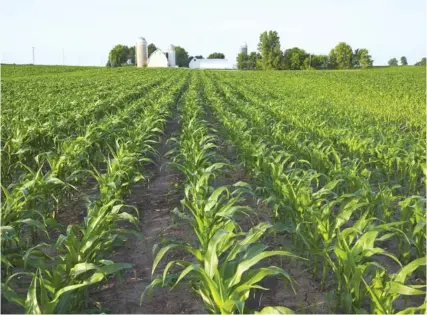  ?? DANIEL THORNBERG/DREAMSTIME/TNS ?? This spring’s soggy start may make the adage about corn, “Knee-high by the Fourth of July” relevant again.