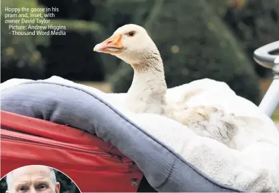  ??  ?? Hoppy the goose in his pram and, inset, with owner David Taylor Picture: Andrew Higgins - Thousand Word Media