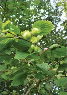  ??  ?? Hazel nuts ripening in their leafy cups.