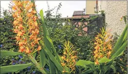  ?? Picture: ALAMY ?? EXOTIC SIGHT: The hardy ginger lily, hedychium coccineum “Tara”
