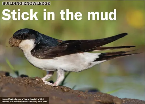  ??  ?? House Martin is one of just a handful of bird species that build their nests entirely from mud.