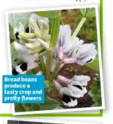  ??  ?? Broad beans produce a tasty crop and pre y flowers