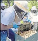  ?? ARMANI MARTIN / ARMANI. MARTIN@AJC.COM ?? Steve Esau, who tends 100 hives, inspects one near Ormewood Park on Atlanta’s east side.