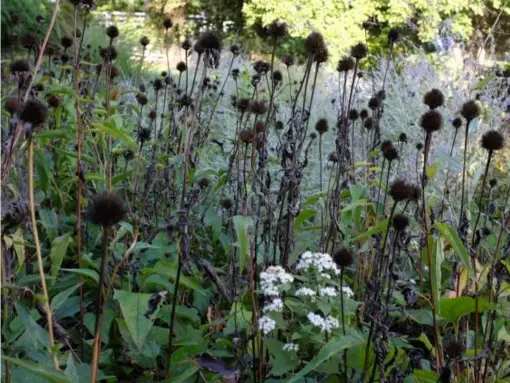  ??  ?? The withered purple echinacea of summer provide seed for birds in the winter (Adrian Higgins)