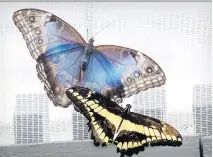  ?? JOHN MAHONEY ?? A Blue morpho and a Thoas swallowtai­l are shown at the Butterflie­s Go Free event at the Botanical Gardens in Montreal.