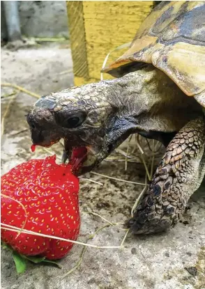  ??  ?? Für Erdbeeren lässt Max die Landschild­kröte, alles liegen. Das Foto stammt von Laura Kutschker aus Ried heim bei Leipheim (Landkreis Günzburg).