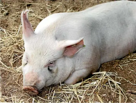  ?? ?? NZPork is pleased the Government will exclude pig farming from agricultur­al emissions pricing.