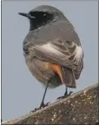  ?? Photo Nick Giles ?? Black redstart: the first record since 2017 of this scarce passage migrant.