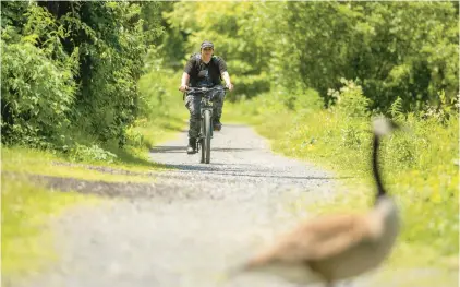  ?? KRISTEN HARRISON/THE MORNING CALL ?? A biker on the Lehigh Canal Towpath in Bethlehem notices geese on the trail.