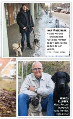  ?? FOTO: MIKAEL ANDERSSON FOTO: TOMAS STARK FOTO: PRIVAT ?? INGA FÄRSKINGAR. Nikola Milunic i Tureberg har haft sina hundar Teddy och Karma sedan de var valpar.
KENNELKLUB­BEN. Hans Rosenberg och hans hundar.