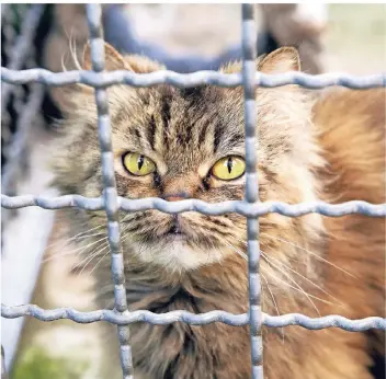  ?? FOTO: ROLAND KEUSCH ?? Eine außergewöh­nlich hohe Nachfrage gibt’s in diesem Jahr für die Katzenpens­ion.