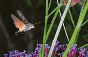  ??  ?? Ein Taubenschw­änzchen im Flug und noch dazu beim Nektarschl­ürfen erwischte Werner Rieger in seinem Garten in Weißenhorn (Landkreis Neu‰Ulm).