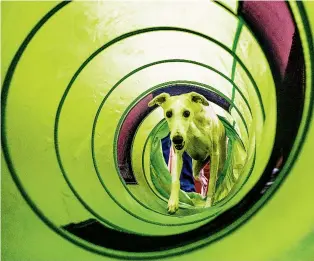  ?? ?? TOP: Kelli, a trick dog performer who holds 17 titles, runs through an agility tunnel for practice Tuesday during a break at the American Whippet Cub’s 34th National Speciality Show at the Hilton Santa Fe Buffalo Thunder.