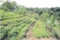  ?? WORLD AGROFOREST­RY CENTER PHOTO ?? The World Agroforest­ry Center has establishe­d the Conservati­on Agricultur­e with Trees (CAT) farming system in its demonstrat­ion farm in Claveria, Misamis Oriental.