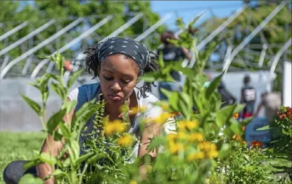  ?? Andrew Stein/Post-Gazette ?? Christiana Dillard, of Oakland, plants flowers for the Black Urban Gardeners and Farmers in Homewood in this 2018 photo.