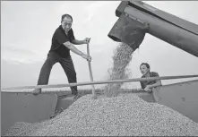  ?? LI LONG / FOR CHINA DAILY ?? Farmers harvest soybeans at Huayang River Farm, one of the largest farms in Susong, Anhui province, on Sept 12.