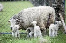  ??  ?? Breeders can work out a ram’s merit at birth rather than waiting for at least two years until the ram has lambs on the ground.