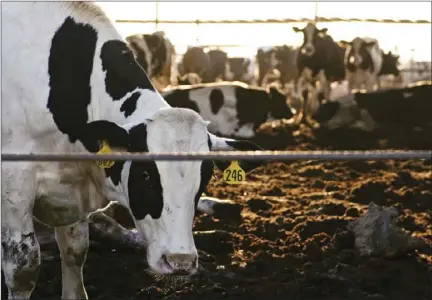  ?? Cattle from the Imperial Valley. SERGIO BASTIDAS FILE PHOTO ??