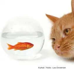  ?? © photo : Fotolia - Lars Christense­n ??