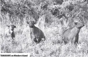  ?? ?? TAMARAWS on Mindoro Island