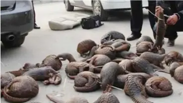  ?? Photo: Conservati­on Action Trust ?? Pangolins, World’s most trafficked mammal