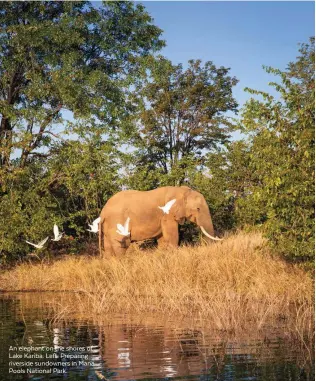  ??  ?? An elephant on the shores of Lake Kariba. Left: Preparing riverside sundowners in Mana Pools National Park.