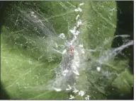  ?? (Special to the Democrat-Gazette/Janet B. Carson) ?? Summer 2020 saw whiteflies infesting a wide range of plants, including this crown of thorns.