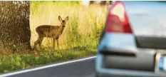  ?? Foto: Patrick Pleul, dpa ?? Aus diesen Rehaugen blickt Gefahr: Im Herbst müssen Autofahrer verstärkt mit Wildwechse­l rechnen.