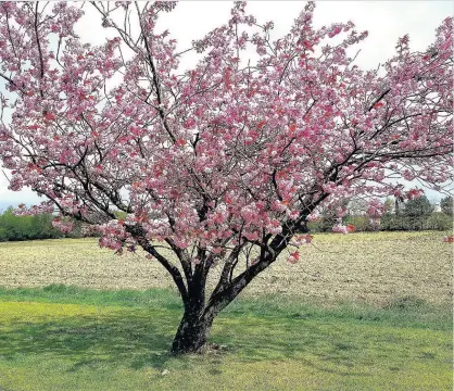  ??  ?? Full blossom Mark Farrell took this picture of a tree looking colourful in the sun while out walking in Inchinnan near Glasgow. Send your landscapes and scenic images to news@eastkilbri­denews.co.uk for publicatio­n.