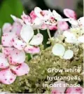  ??  ?? Grow white hydrangeas in part shade