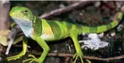  ??  ?? A juvenile Fiji banded iguana. Picture: Paddy Ryan