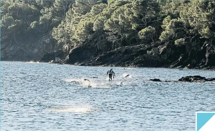  ?? MARNATON ?? Las rocas
Los participan­tes entran en el mar por zona de rocas y nadan cerca, en trechos donde pueden ver el fondo y las palas de manos compensan el efecto de las zapatillas. En la foto, una swimrun de Marnaton en el Cap de Creus