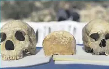  ?? ?? Un cráneo neandertal (izquierda) y uno de Homo sapiens.