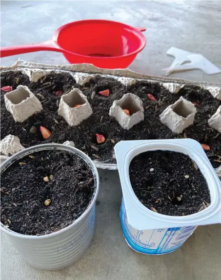  ??  ?? Egg trays make perfect containers to start seeds.