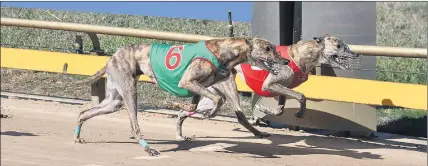  ?? ?? TOO CLOSE TO CALL: A highlight of Horsham Greyhound Club racing in past weeks was the dead heat between Crymelon Comet, for Ian Bibby of Warracknab­eal, and West on Strobe, for Clifford Smith of Wonwondah, both hitting the line in the quick time of 23:155 seconds over the 410-metre journey.