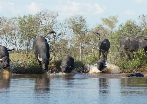  ??  ?? Ponded pastures help Beatrice Hill buffalo stay hydrated during the Dry. It wasn’t until the late 1980s that NT buffalo were first sent in significan­t numbers to be farmed in other Australian states.