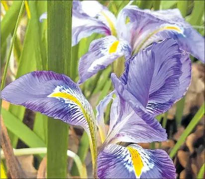  ??  ?? SMALL AND BEAUTIFUL: The Algerian Iris produces lavender blue flowers from November to March