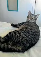  ?? SUPPLIED ?? Oscar the male tabby cat is believed to be somewhere in Tokoroa.