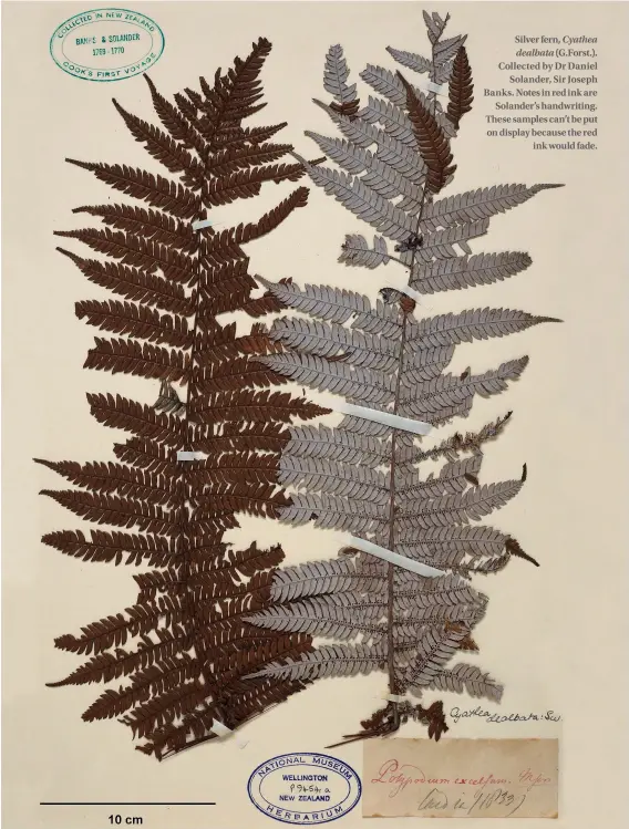  ??  ?? Silver fern, Cyathea dealbata (G.Forst.). Collected by Dr Daniel Solander, Sir Joseph Banks. Notes in red ink are Solander’s handwritin­g. These samples can’t be put on display because the red ink would fade.