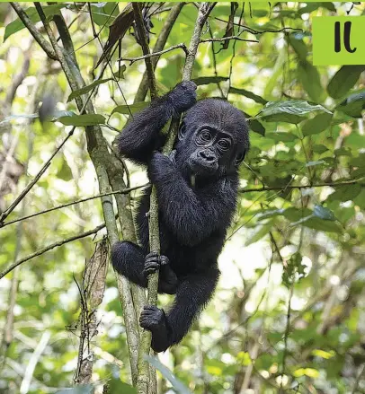  ?? © ANDY ISAACSON/WWF-US ?? Un baby gorilla all’interno della riserva Dzanga Sangha