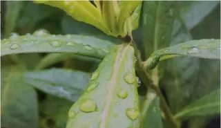  ??  ?? Nahaufnahm­en wirken auf dem Ausdruck detaillier­t und scharf.