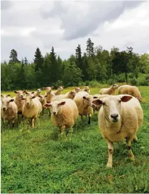  ??  ?? På Oravala gård fick vi en pratstund med nyfikna får.