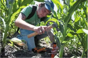  ?? —TNS ?? technician Hennemann hammering a pheromone dispenser into the ground, at a farm near arrow Rock, Missouri, the united states, recently.