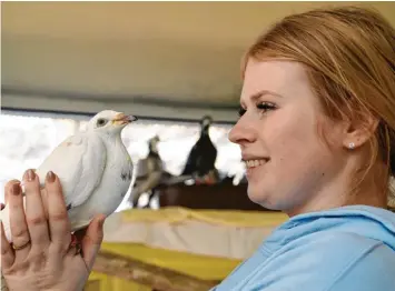  ?? Foto: Silvio Wyszengrad ?? Tierheim-Mitarbeite­rin Natalie Gauggel päppelt eine Zuchttaube wieder auf, die aus einer problemati­schen Haltung kommt.