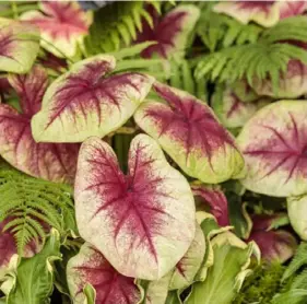  ?? Proven Winners ?? Heart to Heart ‘Lemon Blush’ caladium.