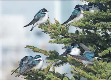  ?? BRUCE MACTAVISH ?? Tree swallows huddle together for warmth on the lee side of a spruce tree while waiting for the day to warm up enough to activate the flying insects over Quidi Vidi Lake in St. John’s.