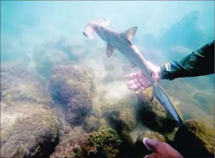  ?? PABLO COZZAGLIO/AFP ?? A baby hammerhead shark swims after being reanimated by the Galapagos National Park research team where a shark nursery was discovered along the coast of Santa Cruz Island in Galapagos, Ecuador, on January 21.