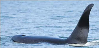  ??  ?? Hundreds of people have gathered on the shore of Comox Harbour to watch this lone orca frolic.